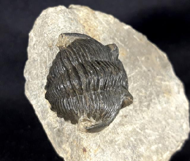 Hollardops mesocristatus (LE MAITRE 1952) - Bild &copy; FossNet FossilienStore